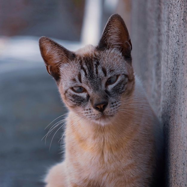красивая бездомная кошка смотрит в камеру, портрет кошки