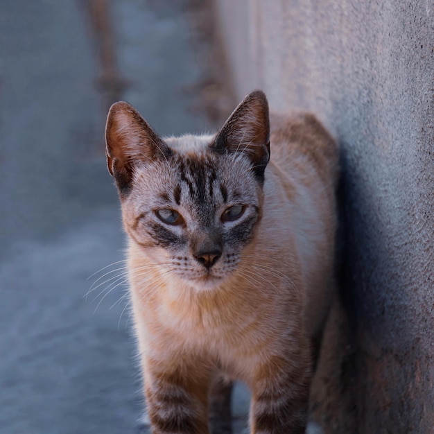 카메라를 보고 있는 아름다운 길 잃은 고양이 초상화