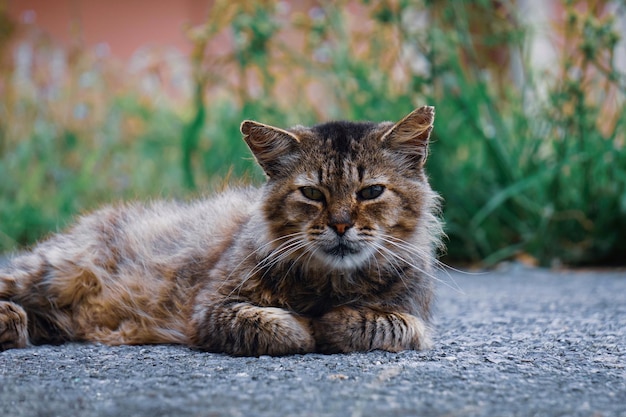 красивый портрет бродячей кошки, смотрящей в камеру