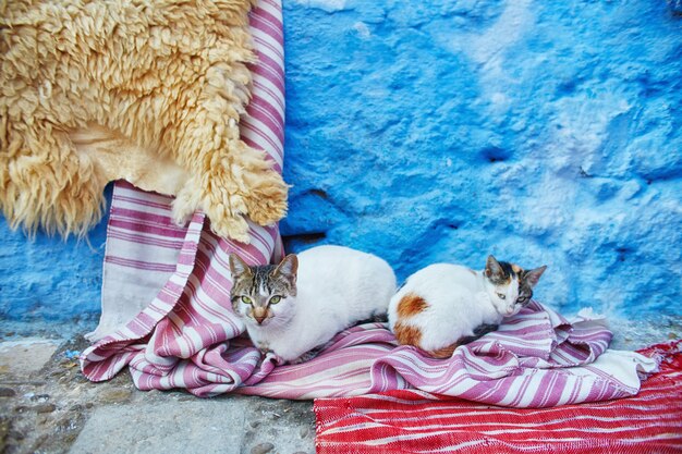 Beautiful stray cats sleep and walk in streets of Morocco fairy-tale streets and cats living on them. Lonely homeless cats