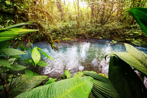 Foto bella acqua di ruscello che scorre verso il basso nella foresta pluviale. costa rica, america centrale