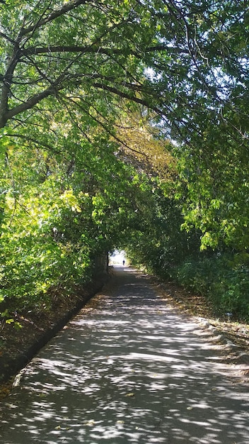 Bella strada in un parco estivo