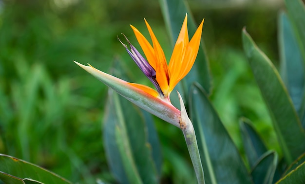 Beautiful Strelitzia in South African Garden