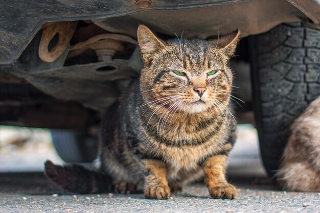 Beautiful striped cat with bright green eyes hid under car