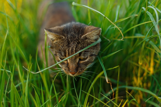 Красивая полосатая кошка с зелеными глазами охотится в траве в парке.