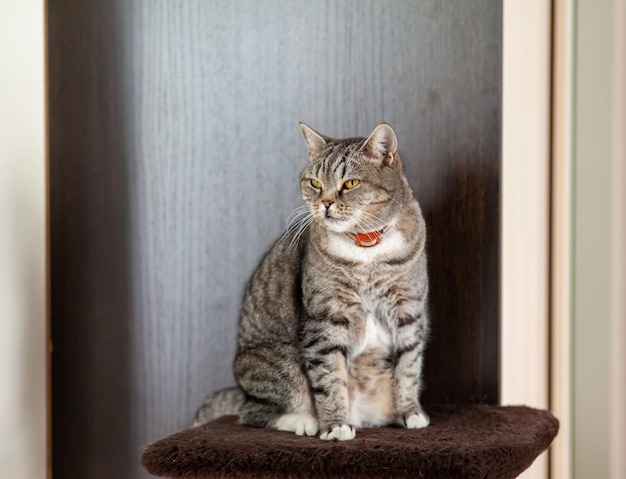 Beautiful striped gray cat a domestic cat is lying on the sofa