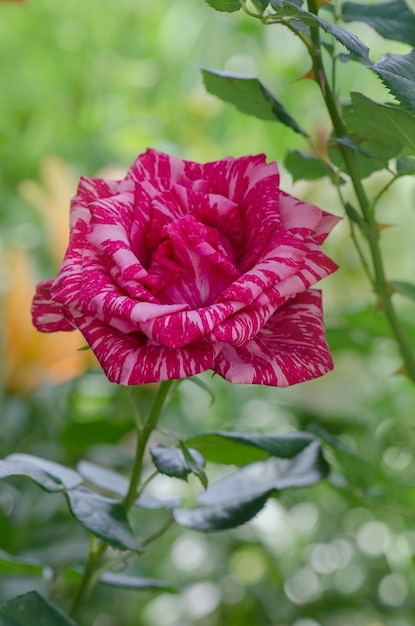 Beautiful striped rose pink intuition in the garden