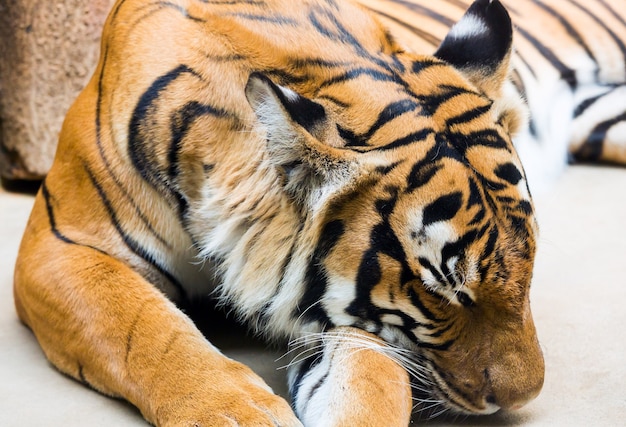 Beautiful strong striped sleeping tiger closeup.