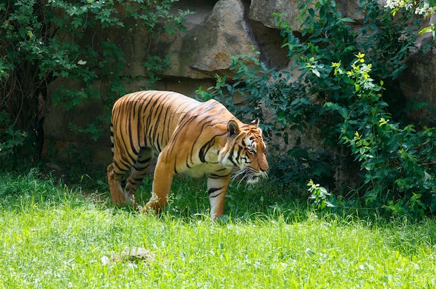 Beautiful strong striped tiger walking in nature.