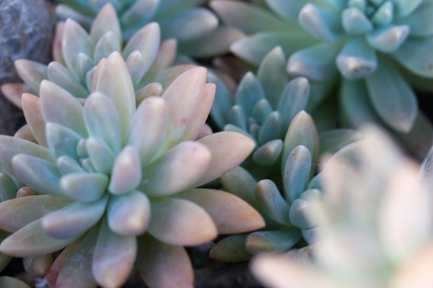 파란색 그릇에 아름다운 즙이 많은 이름 식물