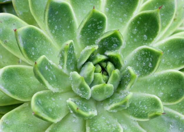 Beautiful succulent plant in greenhouse. Top view.