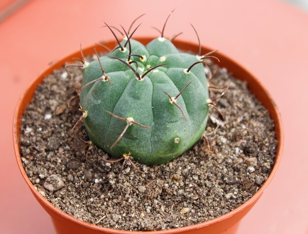 Beautiful succulent plant in greenhouse