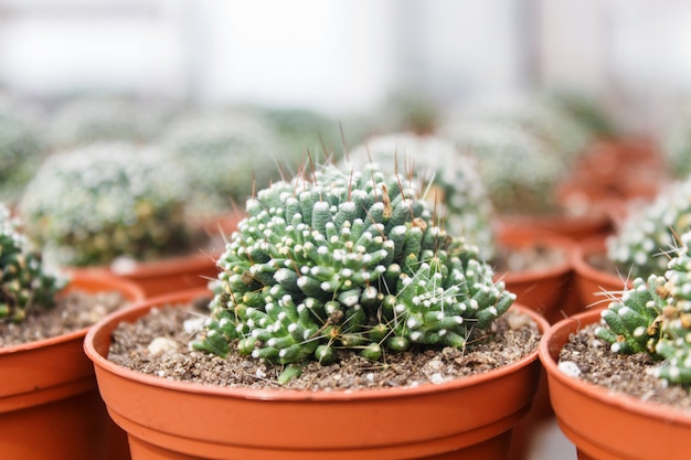 Beautiful succulent plant in greenhouse