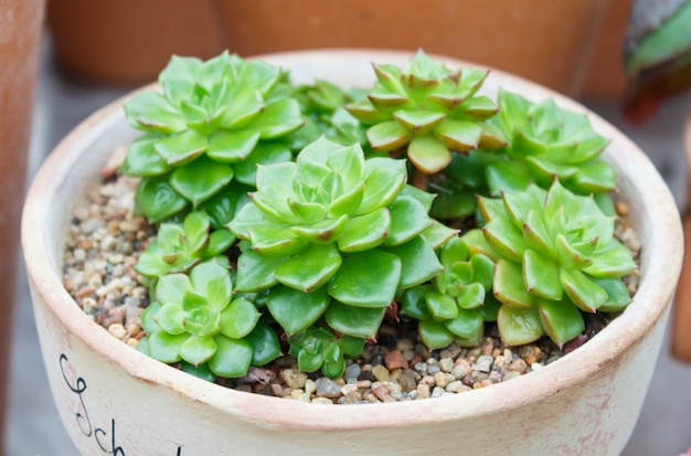 Beautiful succulent plant in greenhouse