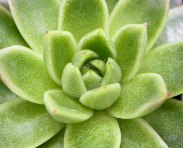 Beautiful succulent plant in greenhouse