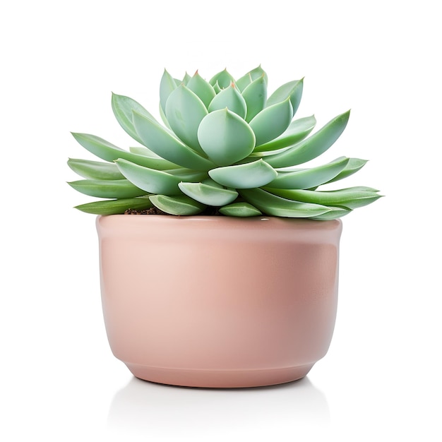 Beautiful succulent plant in pot isolated on white background