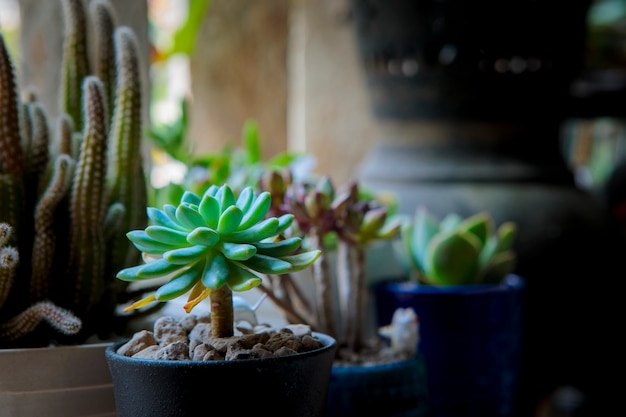 Beautiful succulent planting in little garden