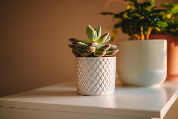 Beautiful succulent in a pot