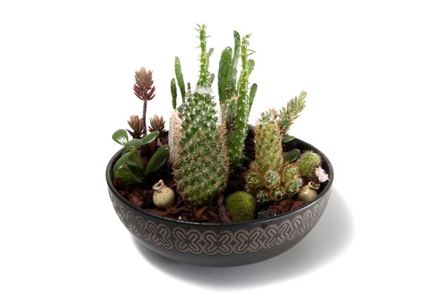 Beautiful succulent terrarium