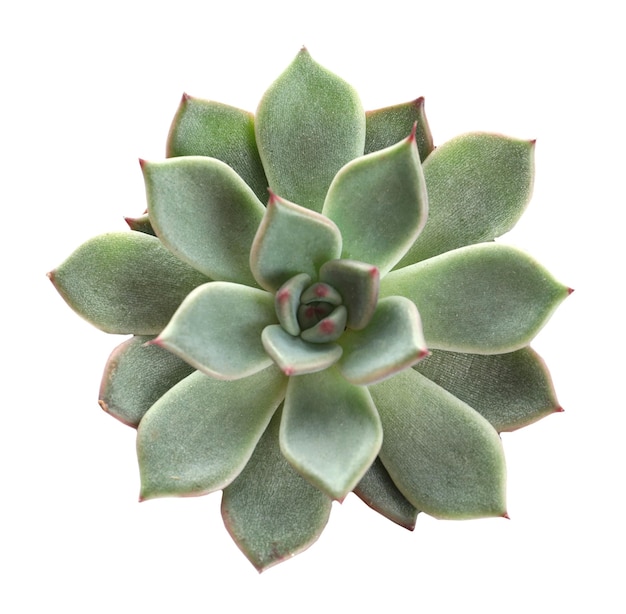 Beautiful succulent on white background top view