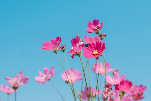 Beautiful Sulfur Cosmos and sky