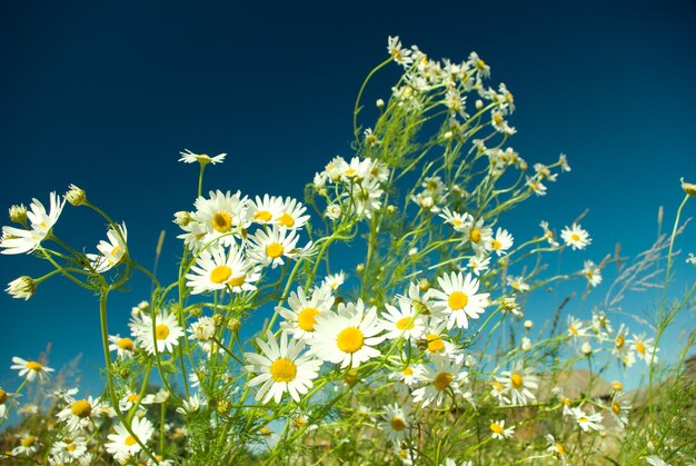 Beautiful summer beautiful chamomile