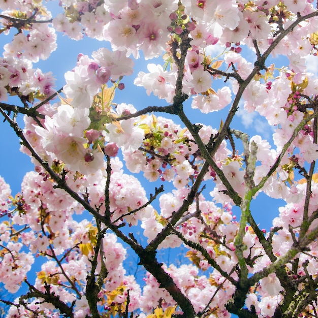 美しい夏の花の木