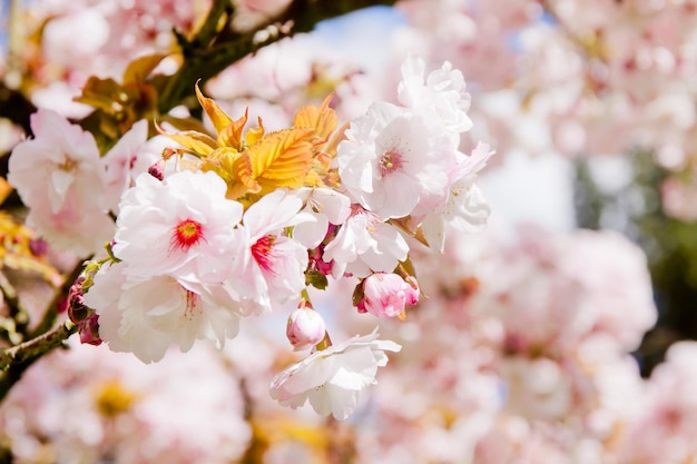 Beautiful summer blossom tree