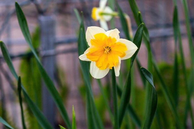 Beautiful summer Canasta daffodils