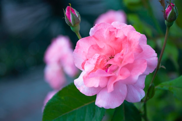 青い背景にピンクのバラが付いた美しい夏のカード 柔らかい焦点