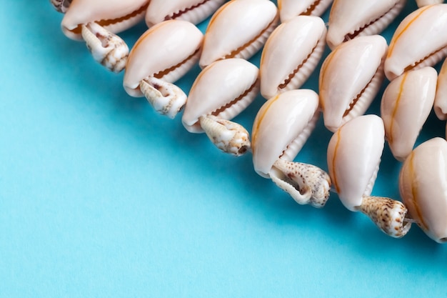 Beautiful summer cowrie shells on blue wall