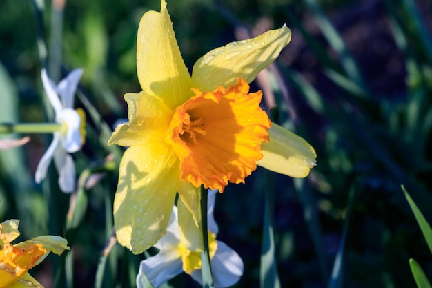 Beautiful summer Cyclameniform daffodils Cyclamineus