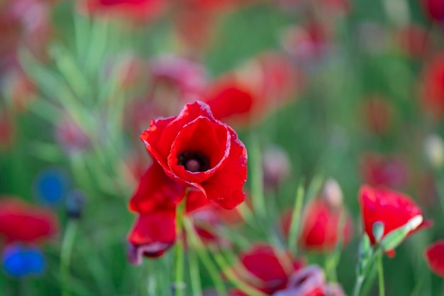 Beautiful summer day. Red poppy field.