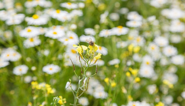 Beautiful summer field of daisies closeup