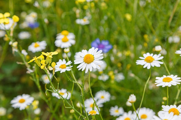 Beautiful summer field of daisies closeup