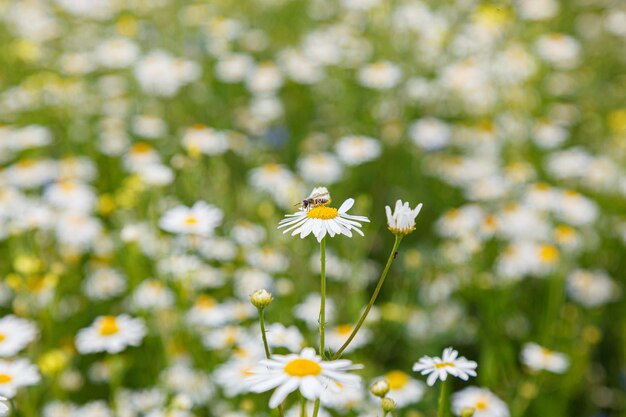 Beautiful summer field of daisies closeup