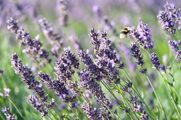 Beautiful summer field with lavender flowers closeup