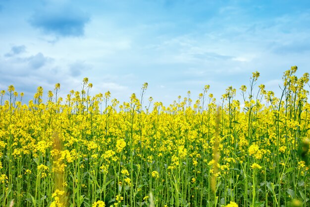 黄色の花とヒナギクの美しい夏の畑。