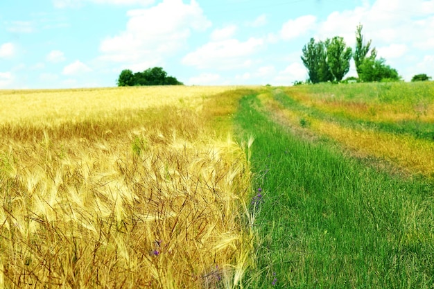 Beautiful summer field