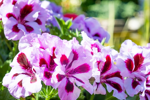 美しい夏の花の背景