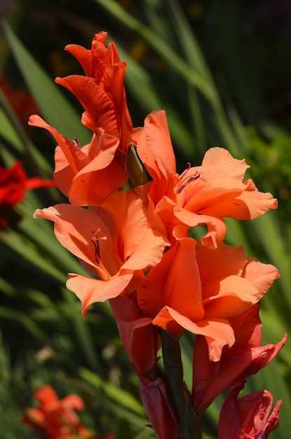 красивые летние цветы ярко-оранжевые гладиусы в саду