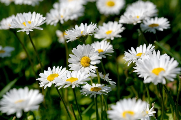 Beautiful summer flowers daisies