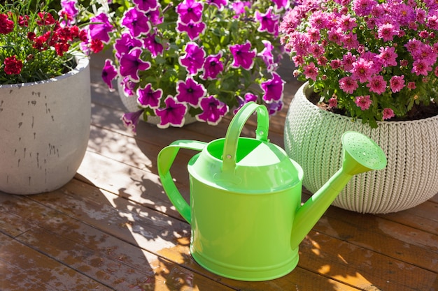 Beautiful summer flowers in flowerpots in garden. chrysanthemum, petunia, watering can