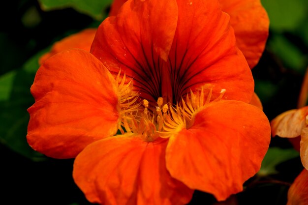 明るい夏の晴れた日に撮影された庭の花壇のクローズアップの美しい夏の花