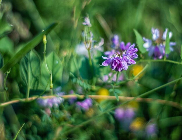 Beautiful summer flowers in the meadow