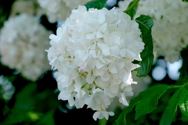 Beautiful summer flowers