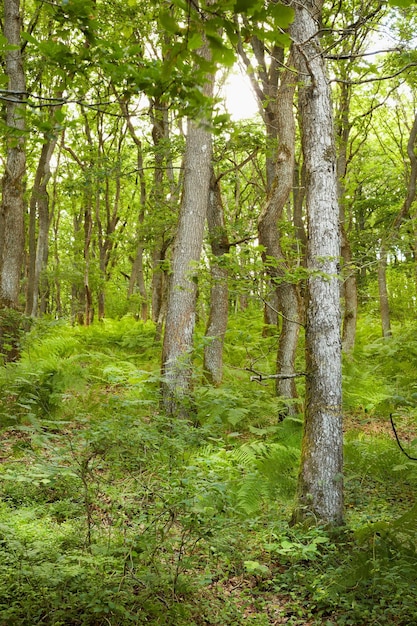 Beautiful summer forest with pine trees A scenic view of tall pine trees forest The landscape view of the evergreen forest with fresh green and dry grasses in the lush foliage A natural background