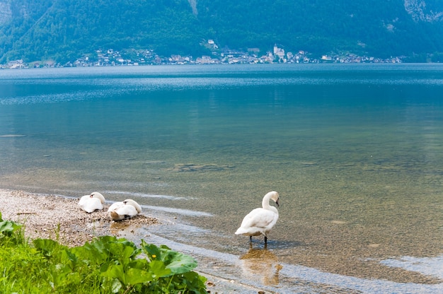 海岸に白い白鳥と美しい夏の湖の景色