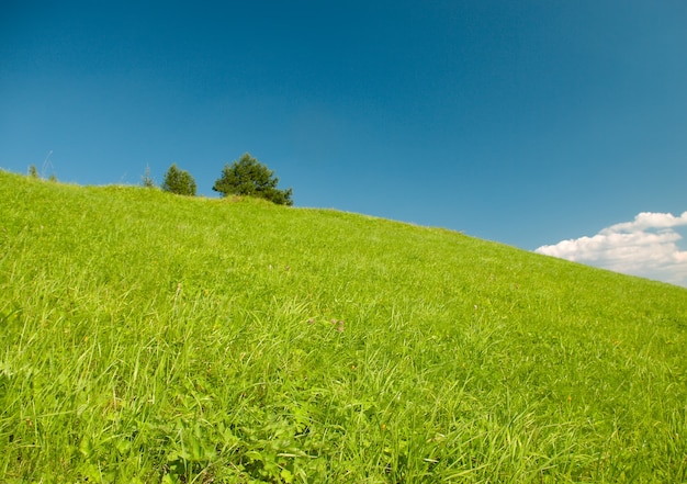 Bellissimo paesaggio estivo bellissimo prato verde