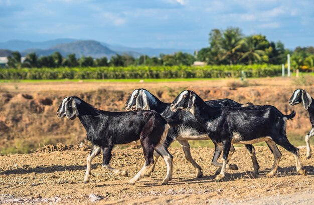 Beautiful summer landscape graceful black white goats glossy\
coats running clay path green grassy field meadow mountains blue\
sky clouds cute farm animals care open air rustic village\
lifestyle